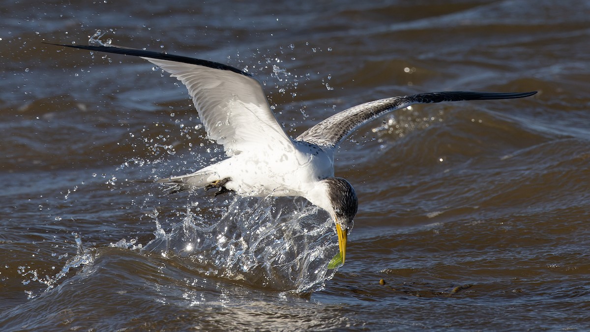 Great Crested Tern - ML615666012