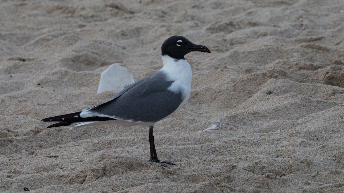 Mouette atricille - ML615666018