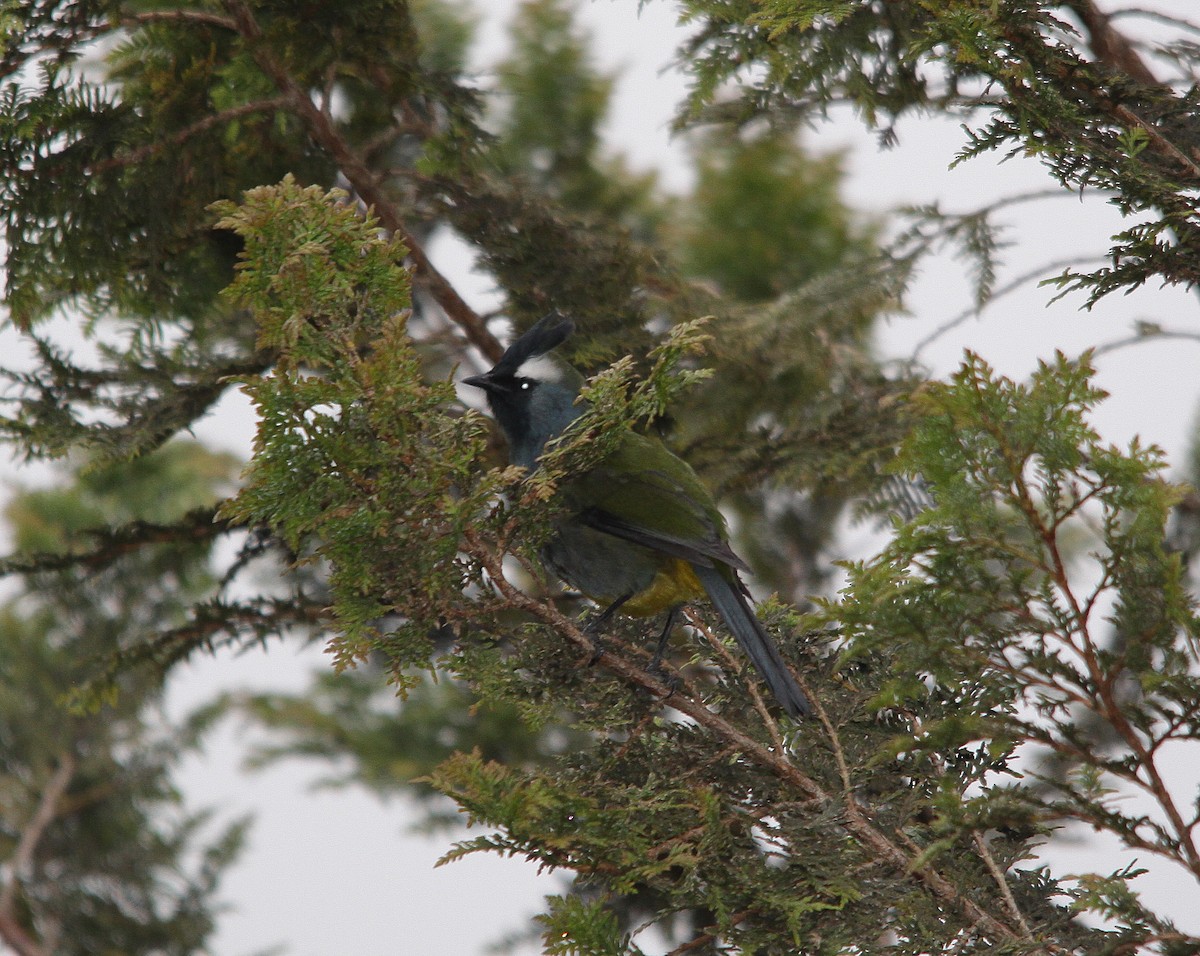 Eastern Crested Berrypecker - ML615666019