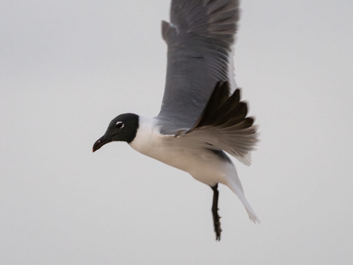 Mouette atricille - ML615666020