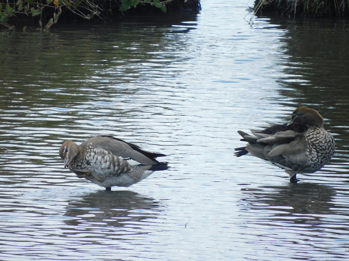 Maned Duck - ML615666025