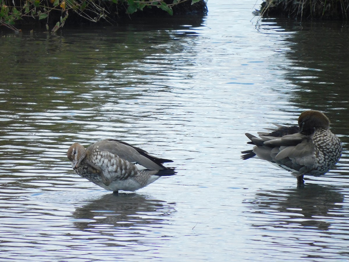 Maned Duck - ML615666026