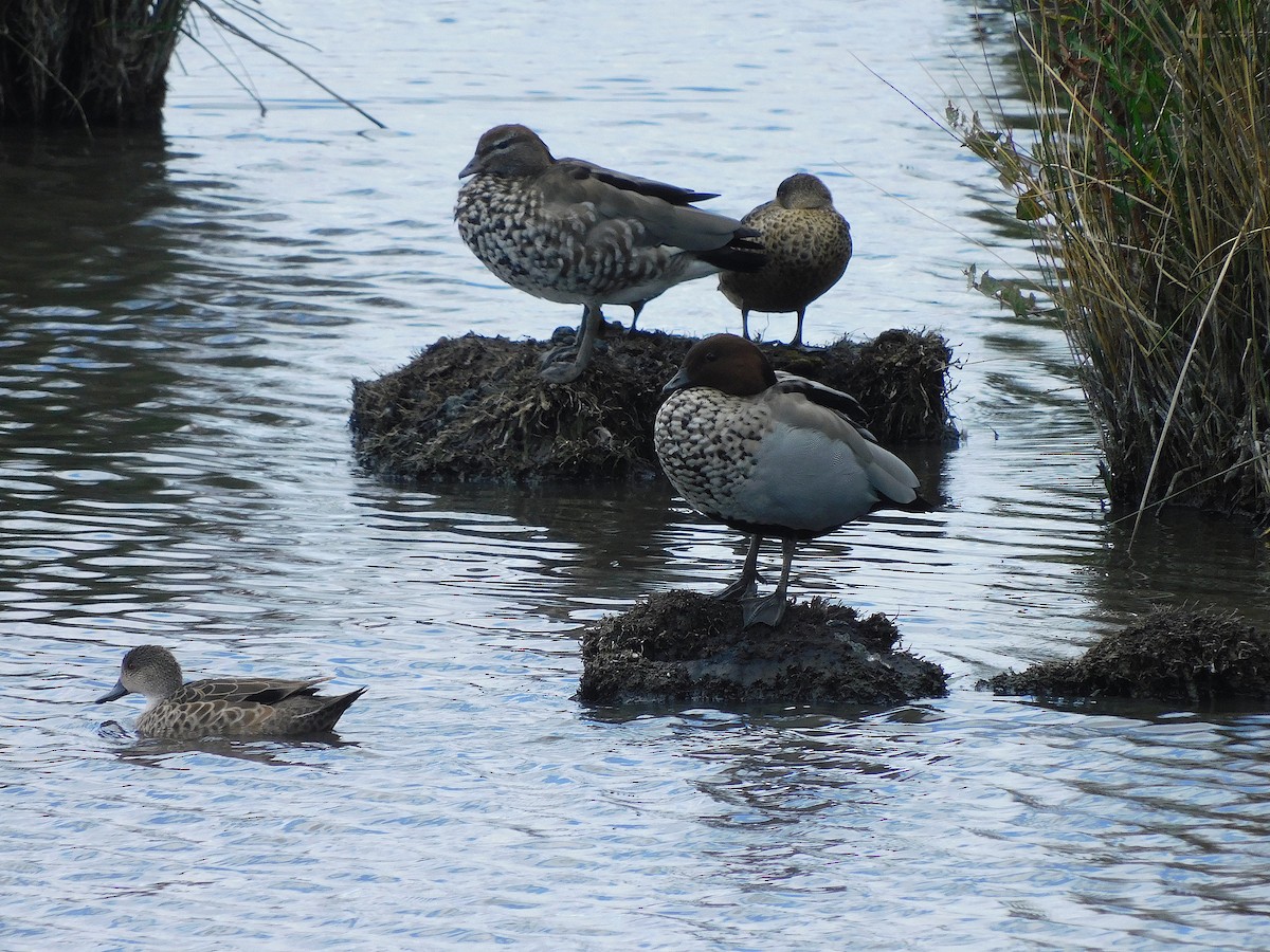 Maned Duck - ML615666027