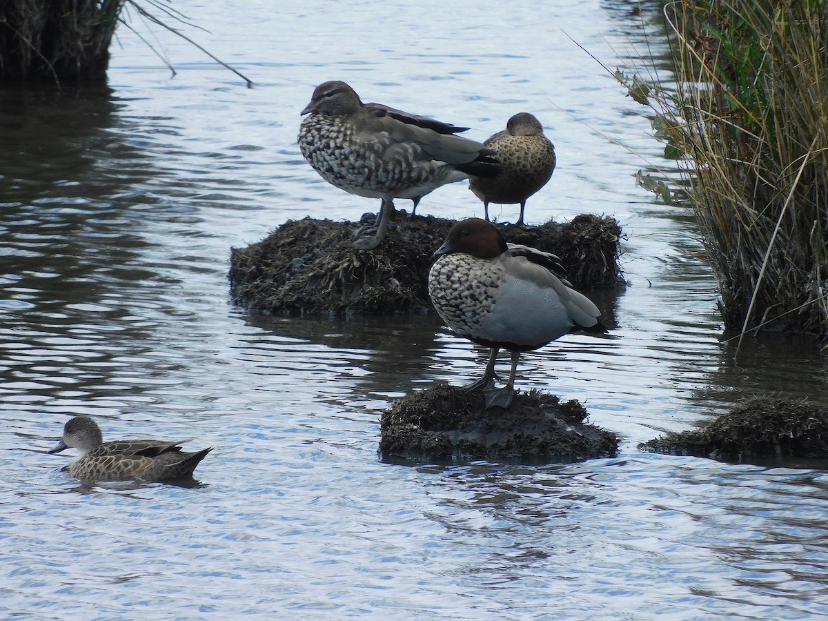 Maned Duck - ML615666028