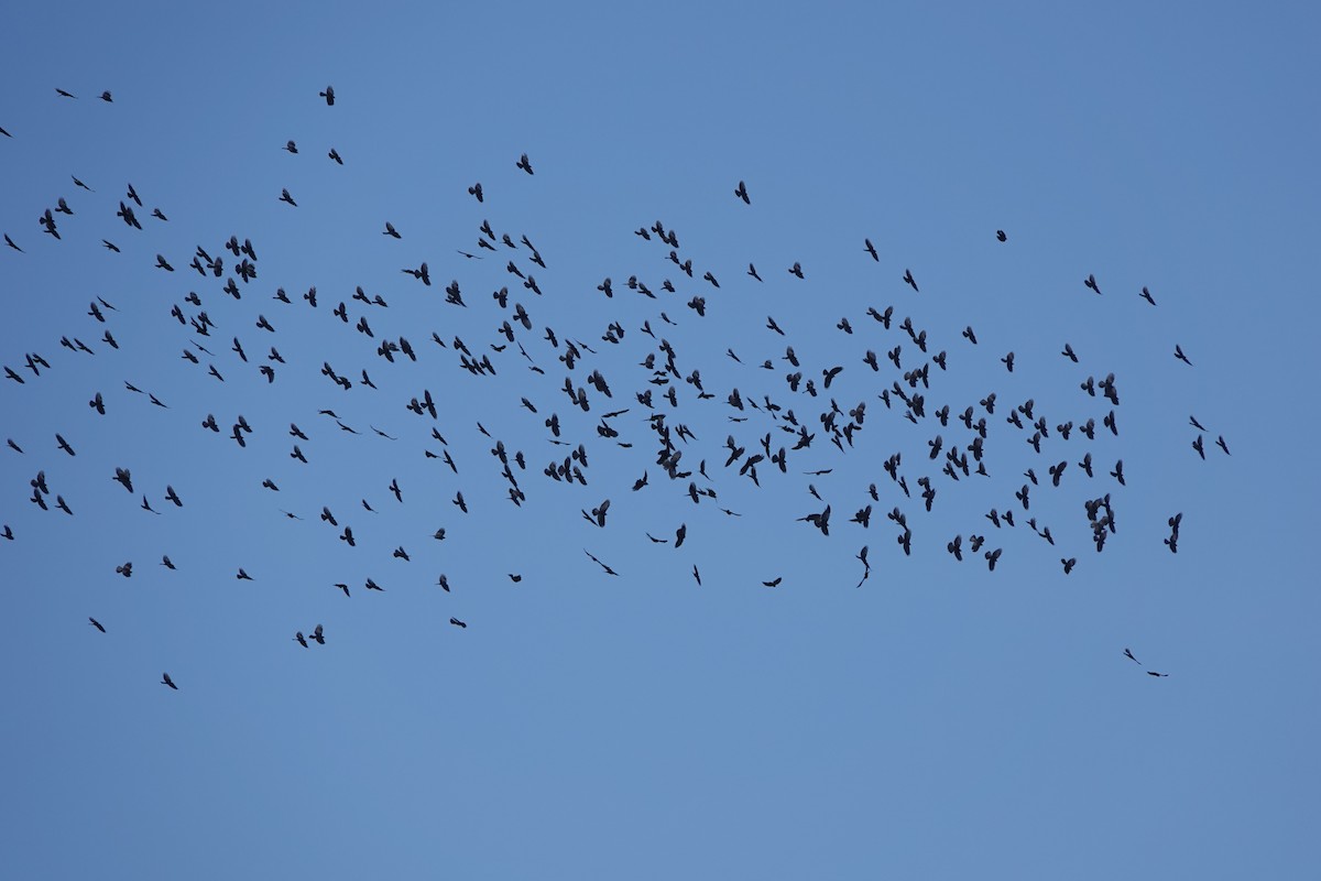 Yellow-billed Chough - ML615666042