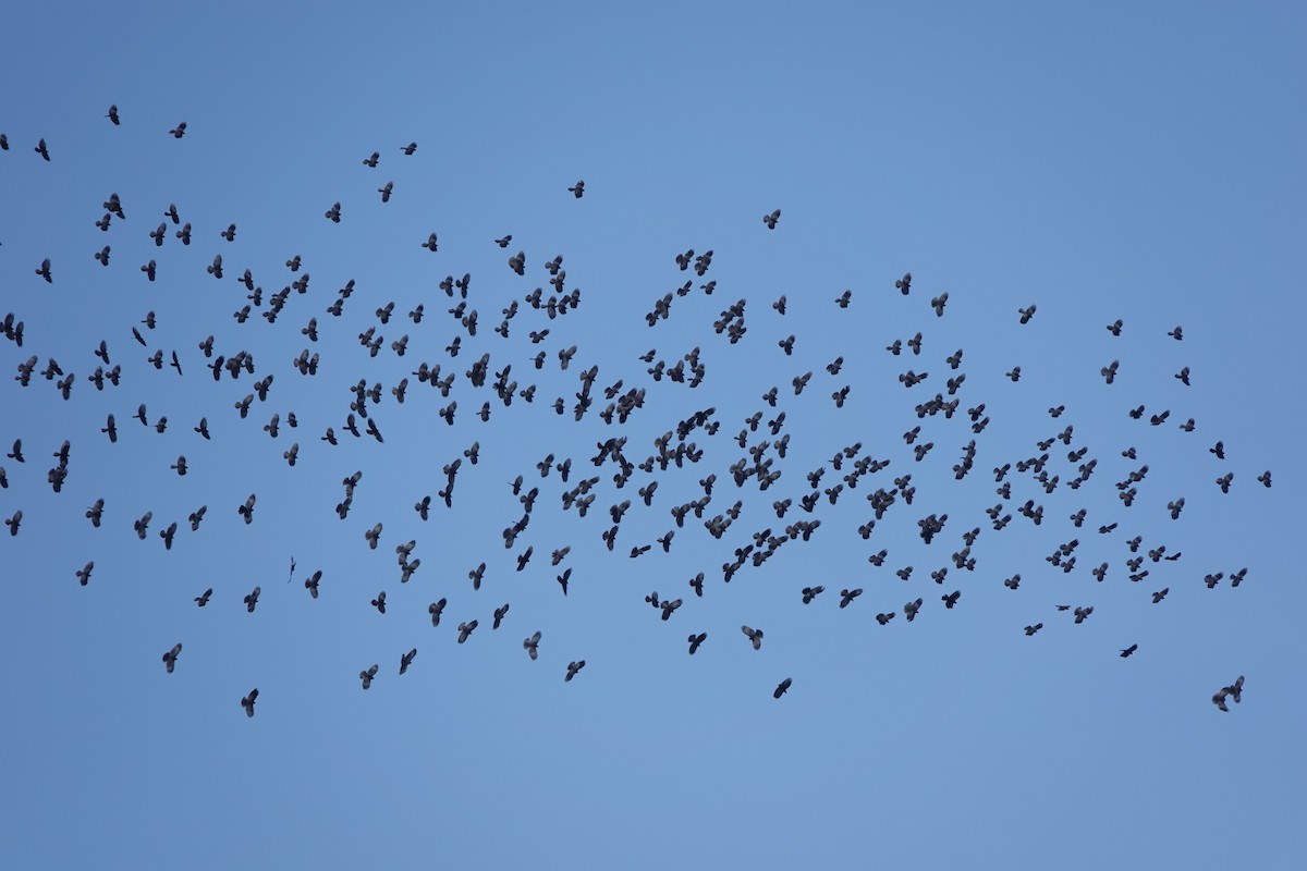 Yellow-billed Chough - ML615666043