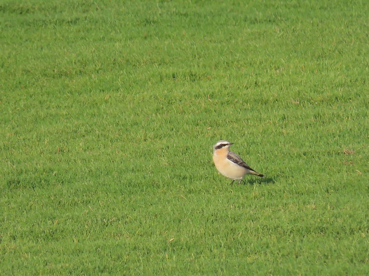 Northern Wheatear - Ute Langner