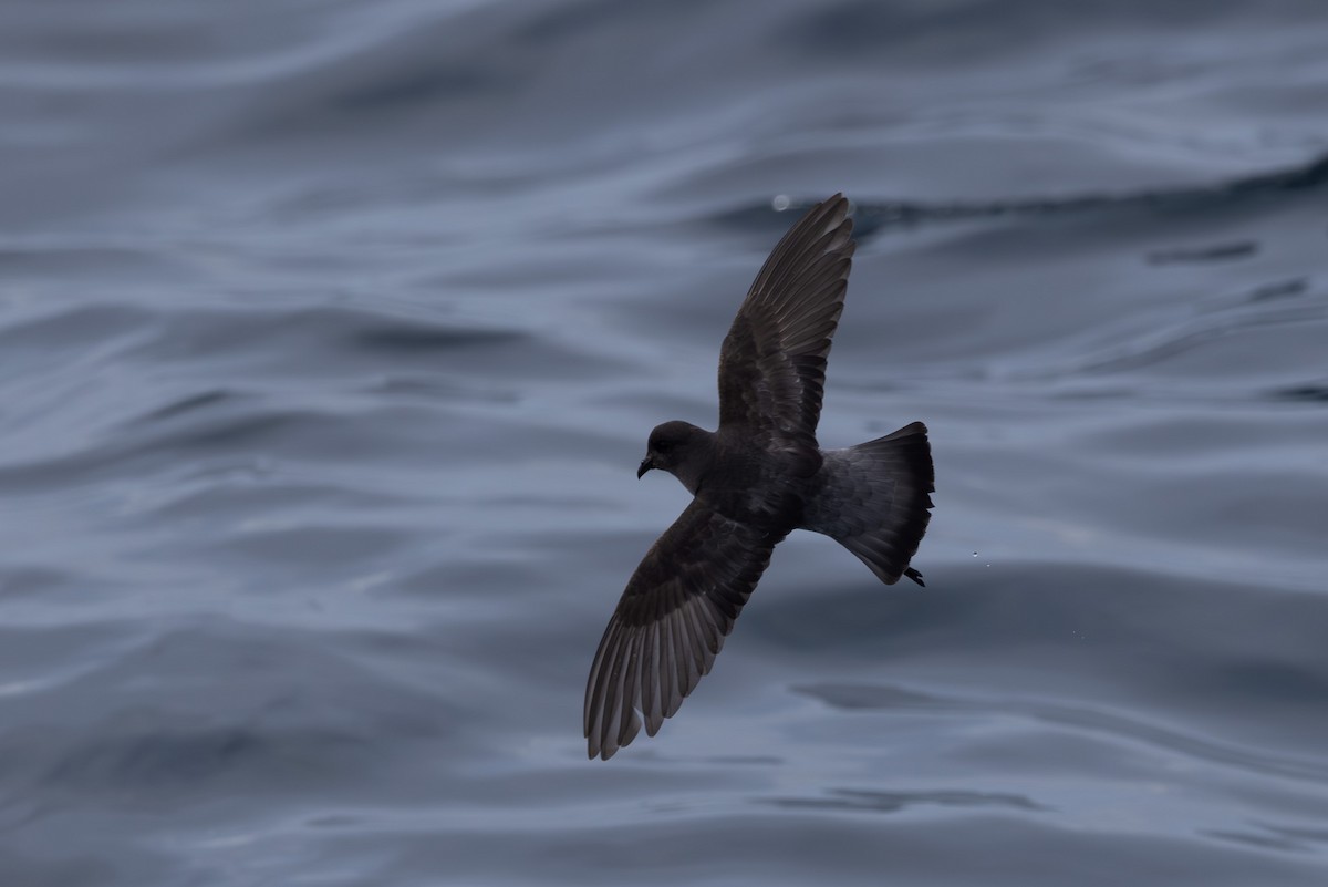 Gray-backed Storm-Petrel - ML615666112