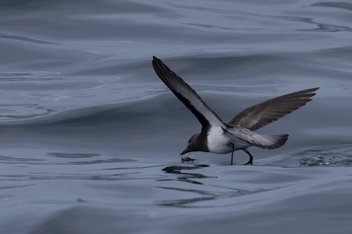 Gray-backed Storm-Petrel - ML615666113