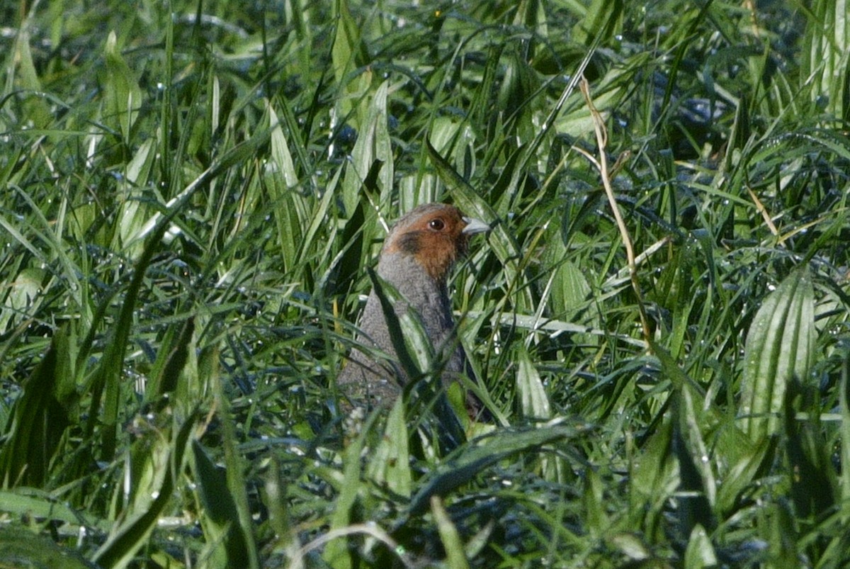 Gray Partridge - ML615666136