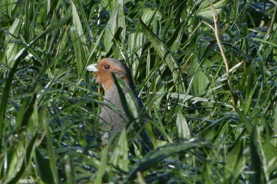 Gray Partridge - ML615666144