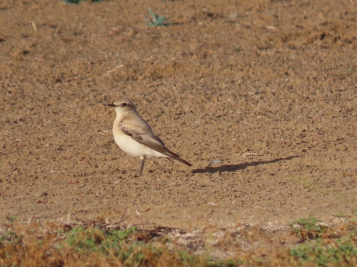 Northern Wheatear - Ute Langner