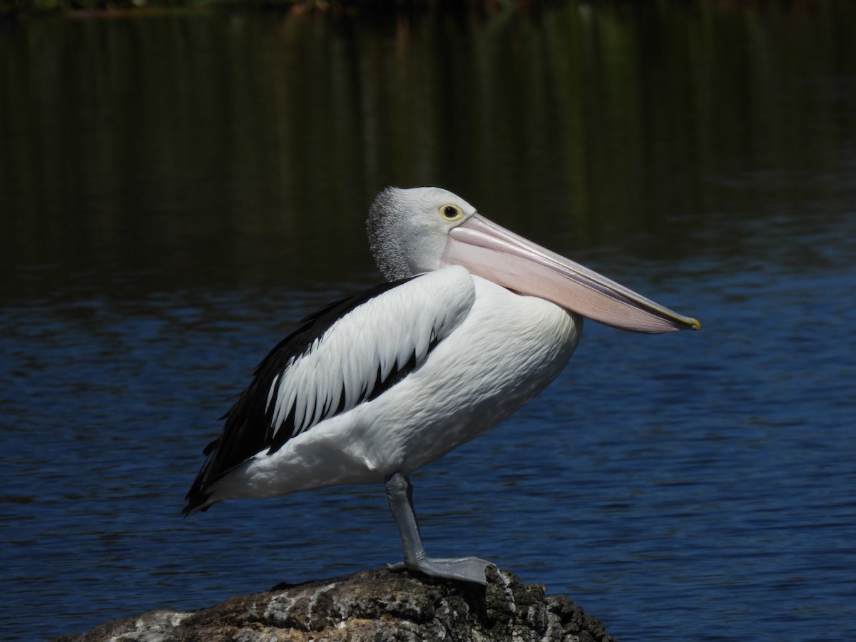 pelikán australský - ML615666163