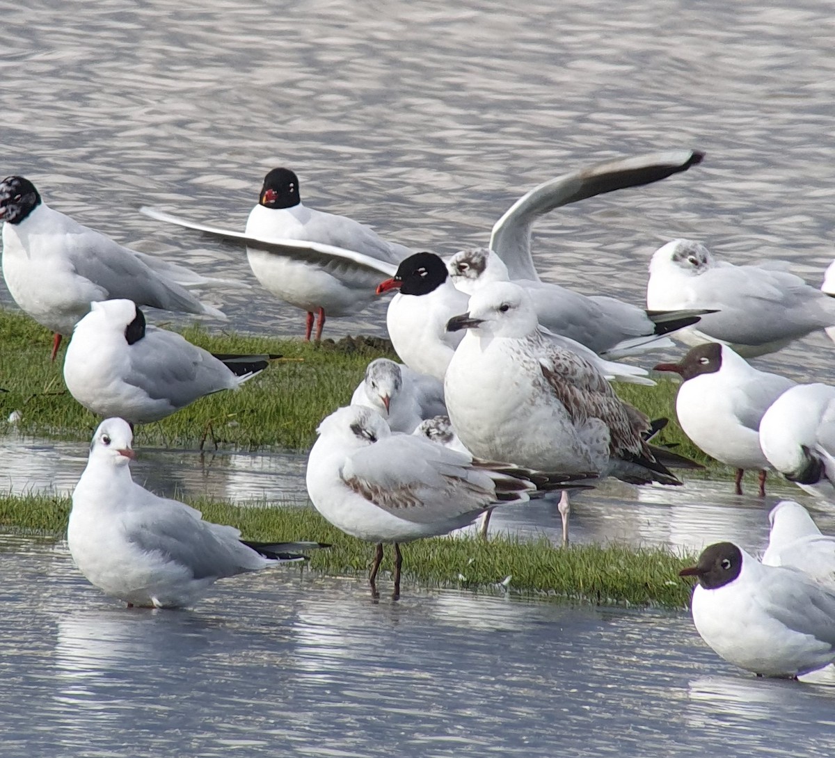 Caspian Gull - ML615666169