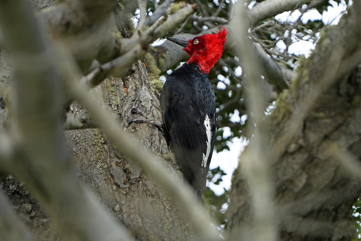 Magellanic Woodpecker - ML615666181