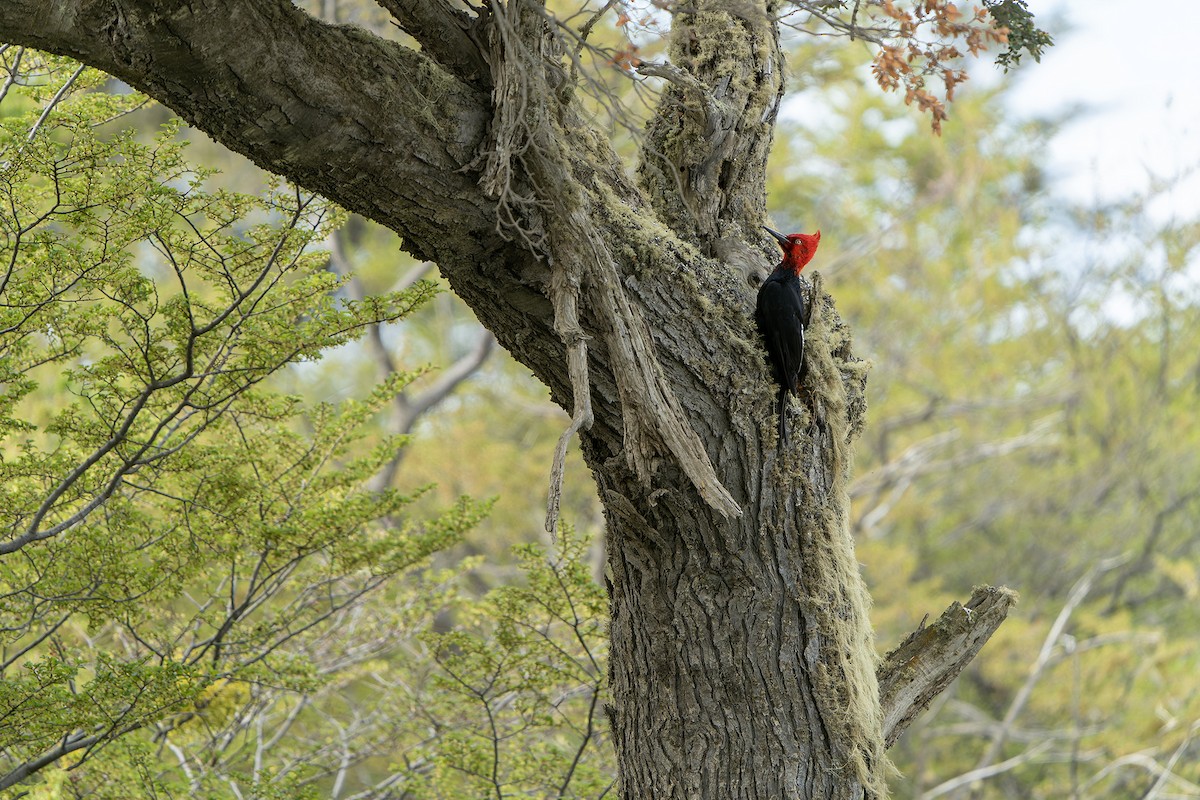 Magellanic Woodpecker - ML615666185