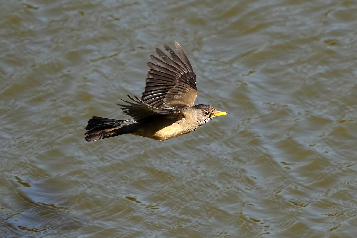 Austral Thrush - ML615666212