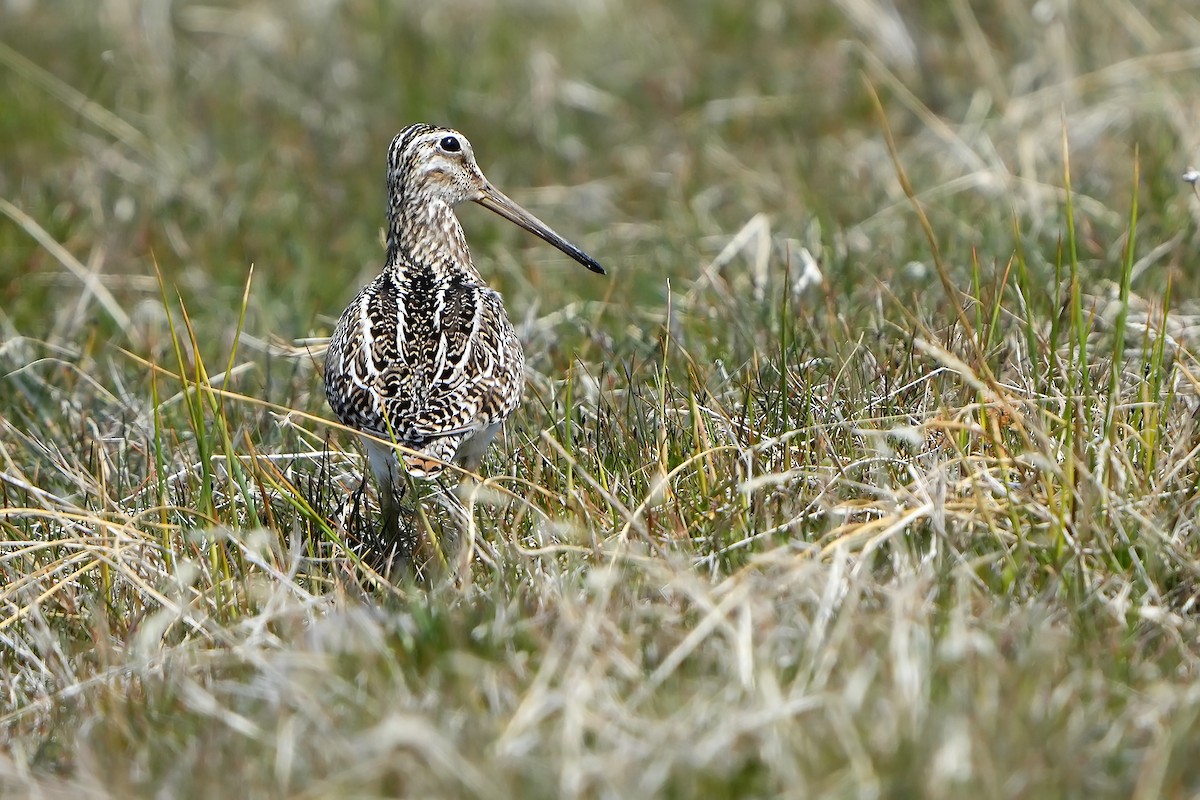 Magellanic Snipe - Daniel López-Velasco | Ornis Birding Expeditions