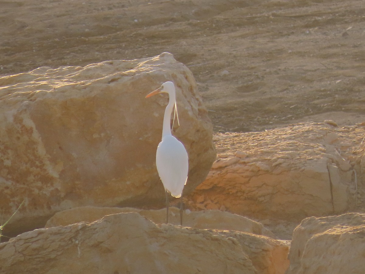 Western Reef-Heron - Ute Langner