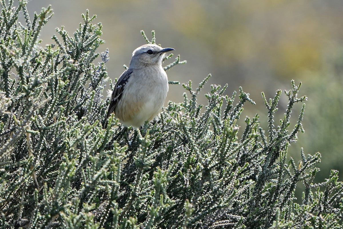 Sinsonte Patagón - ML615666229