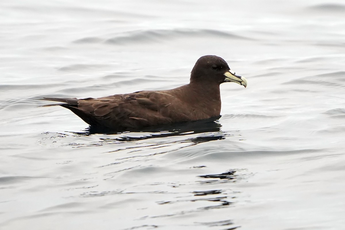 White-chinned Petrel - ML615666259