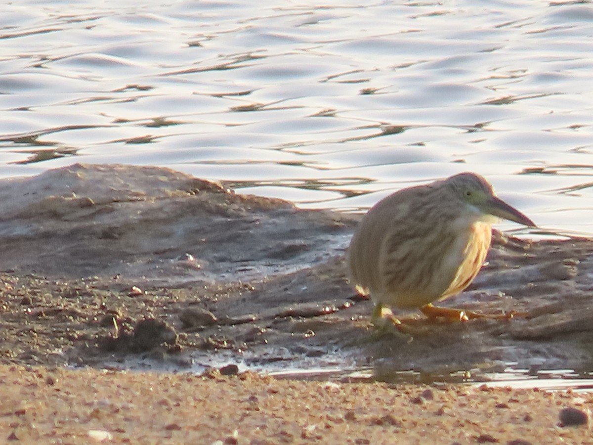 Squacco Heron - ML615666262