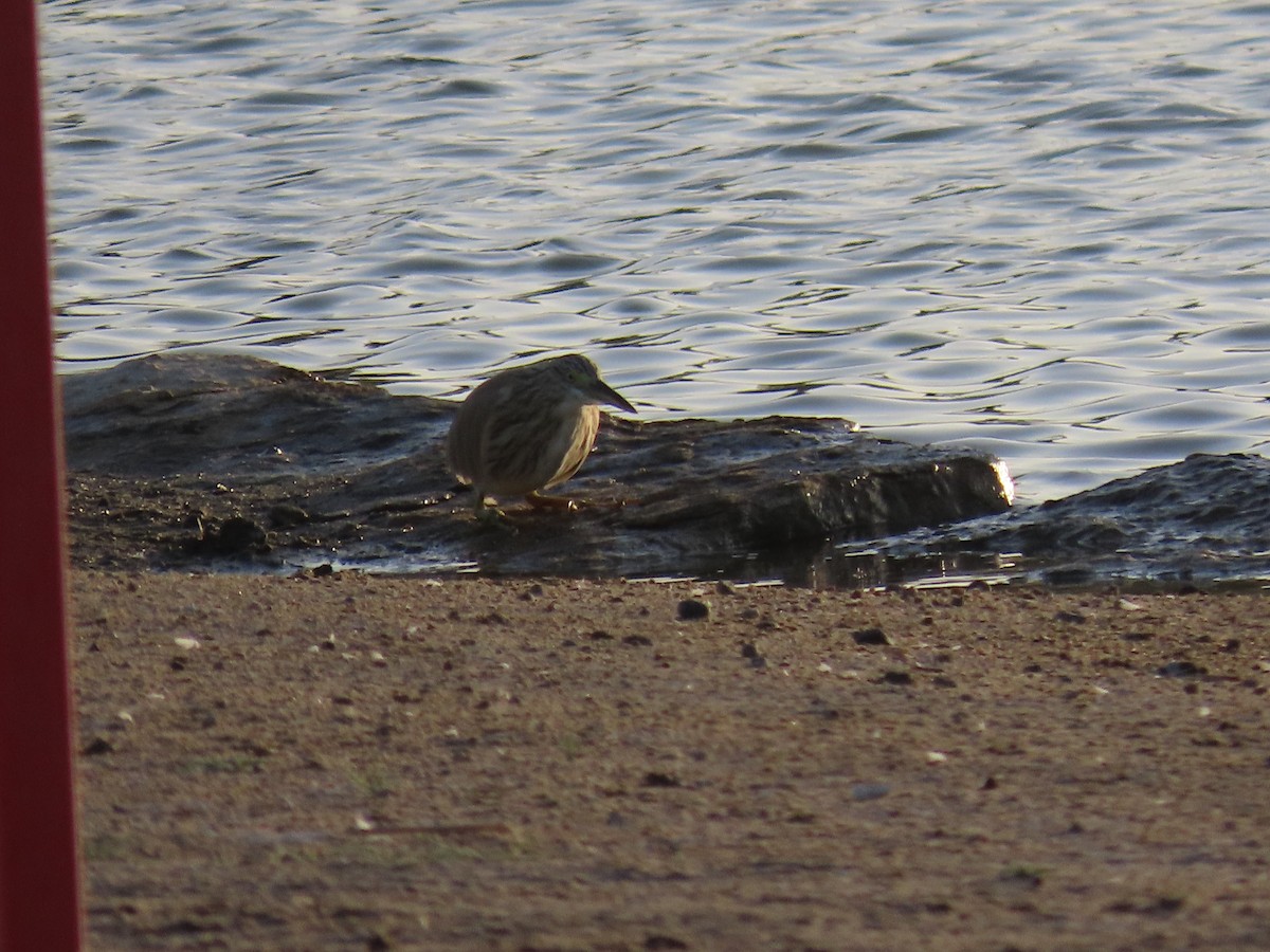 Squacco Heron - Ute Langner