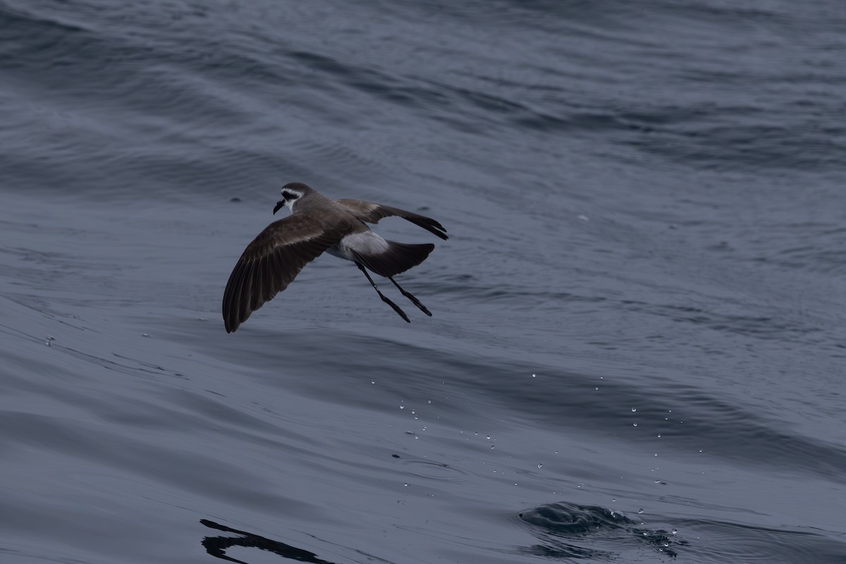White-faced Storm-Petrel - ML615666294
