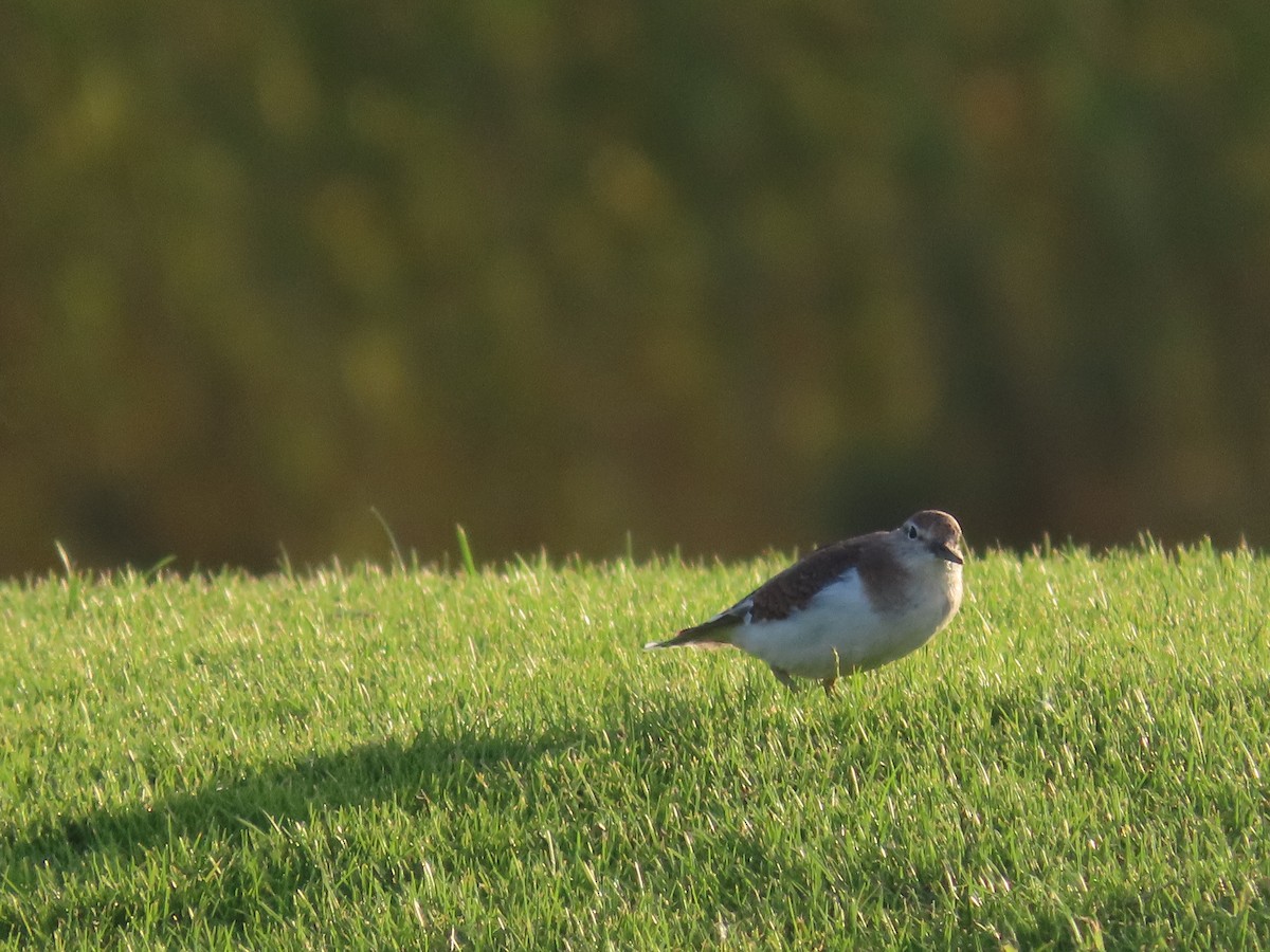 Common Sandpiper - Ute Langner