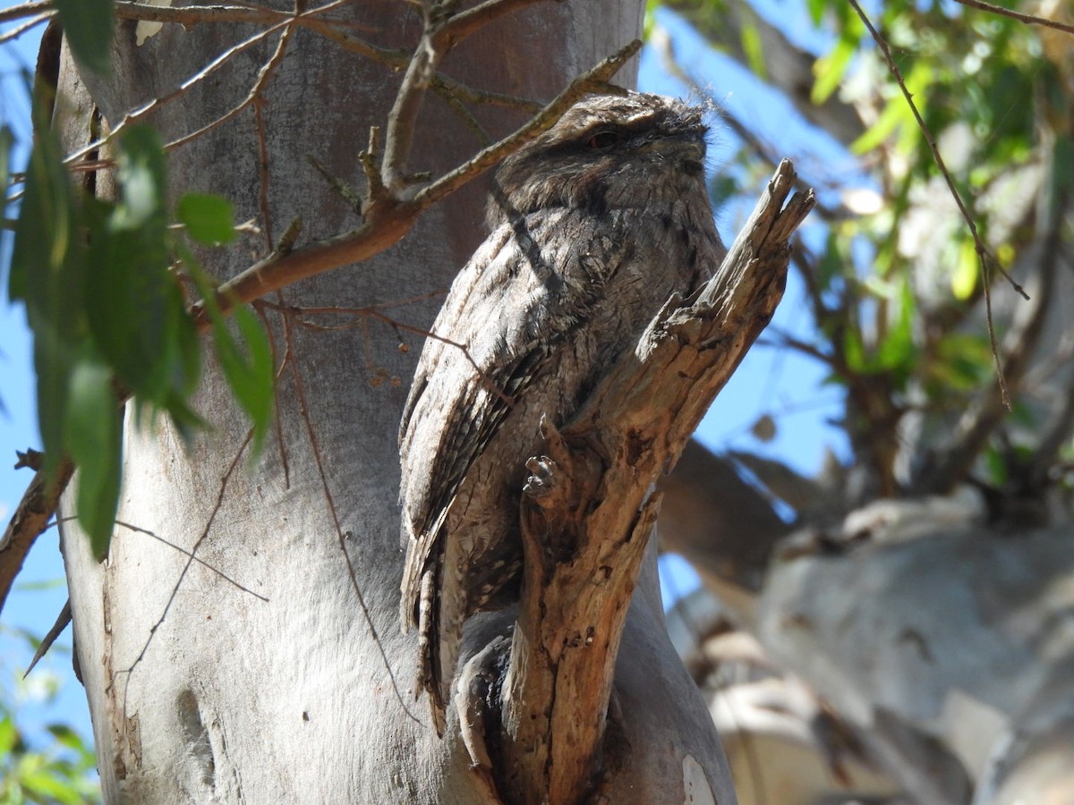 Tawny Frogmouth - ML615666305