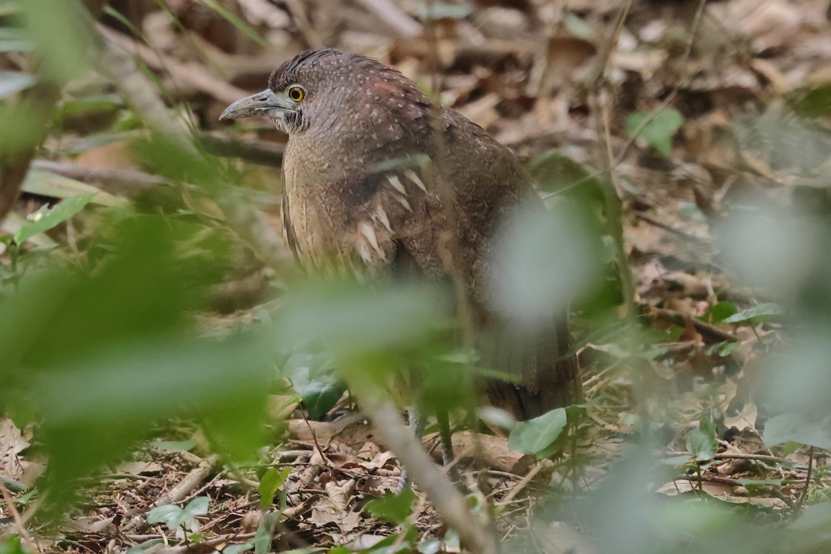 Japanese Night Heron - Fabio Olmos