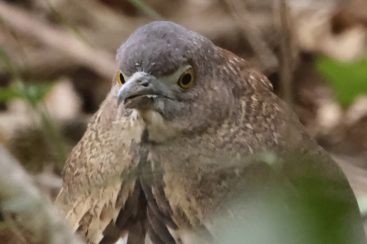 Japanese Night Heron - Fabio Olmos