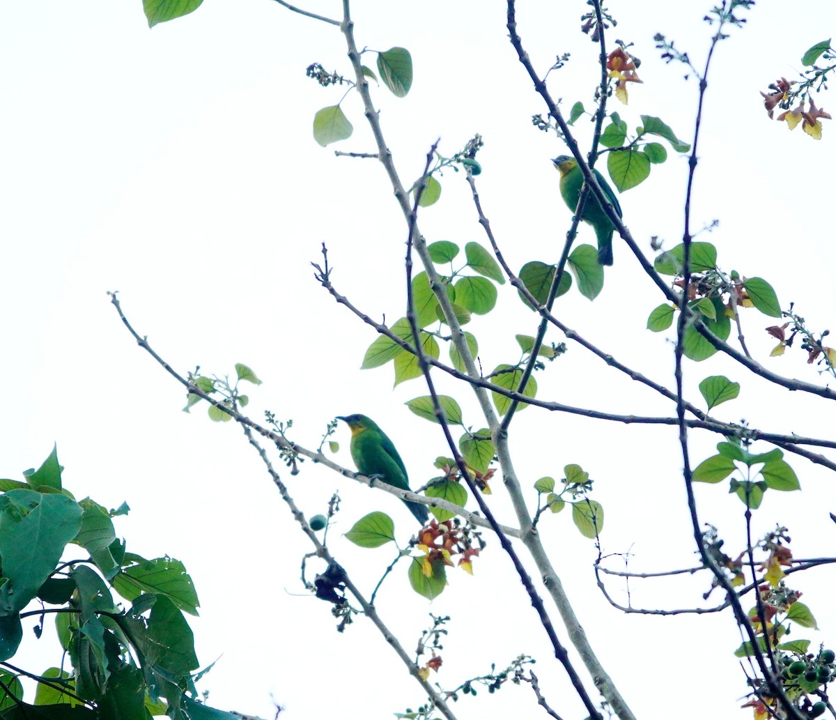 Yellow-throated Leafbird - ML615666340