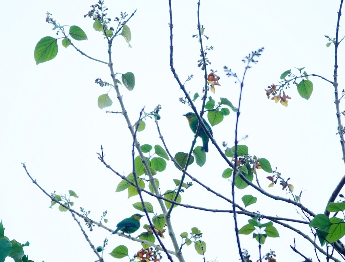 Yellow-throated Leafbird - ML615666341