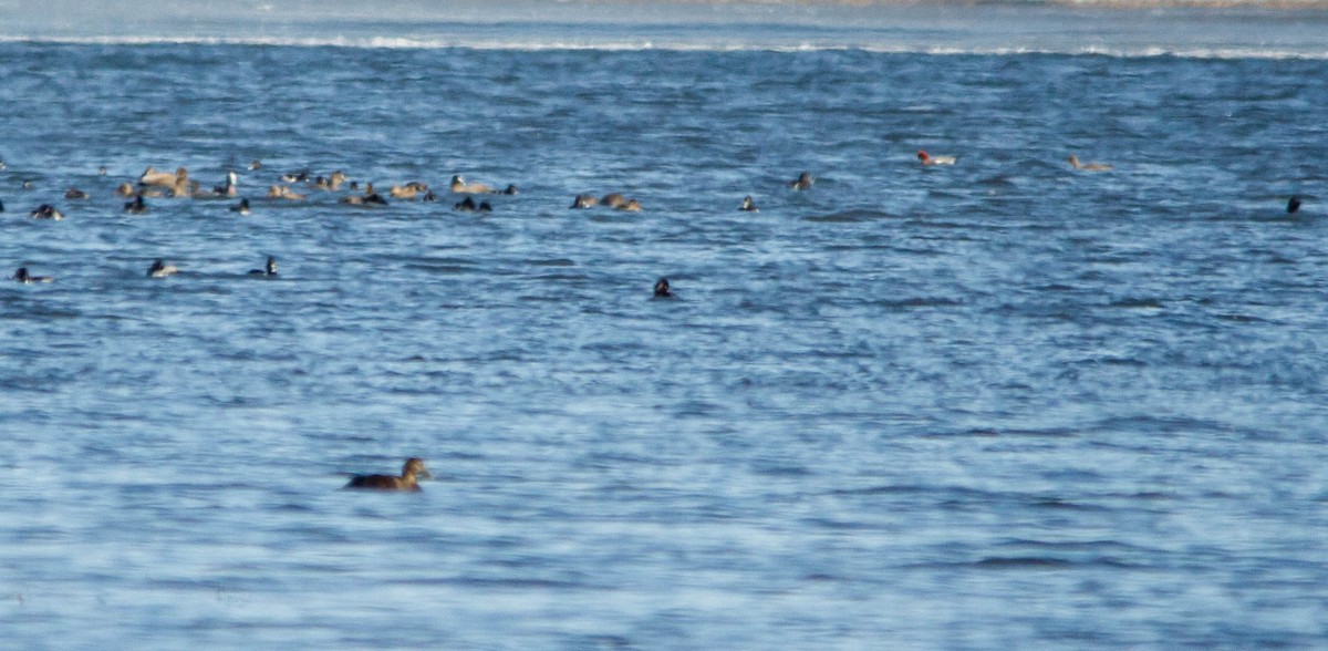 Eurasian Wigeon - ML615666346