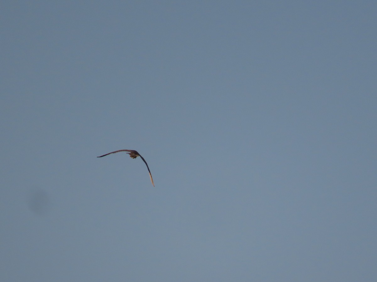 Eurasian Sparrowhawk - Ute Langner