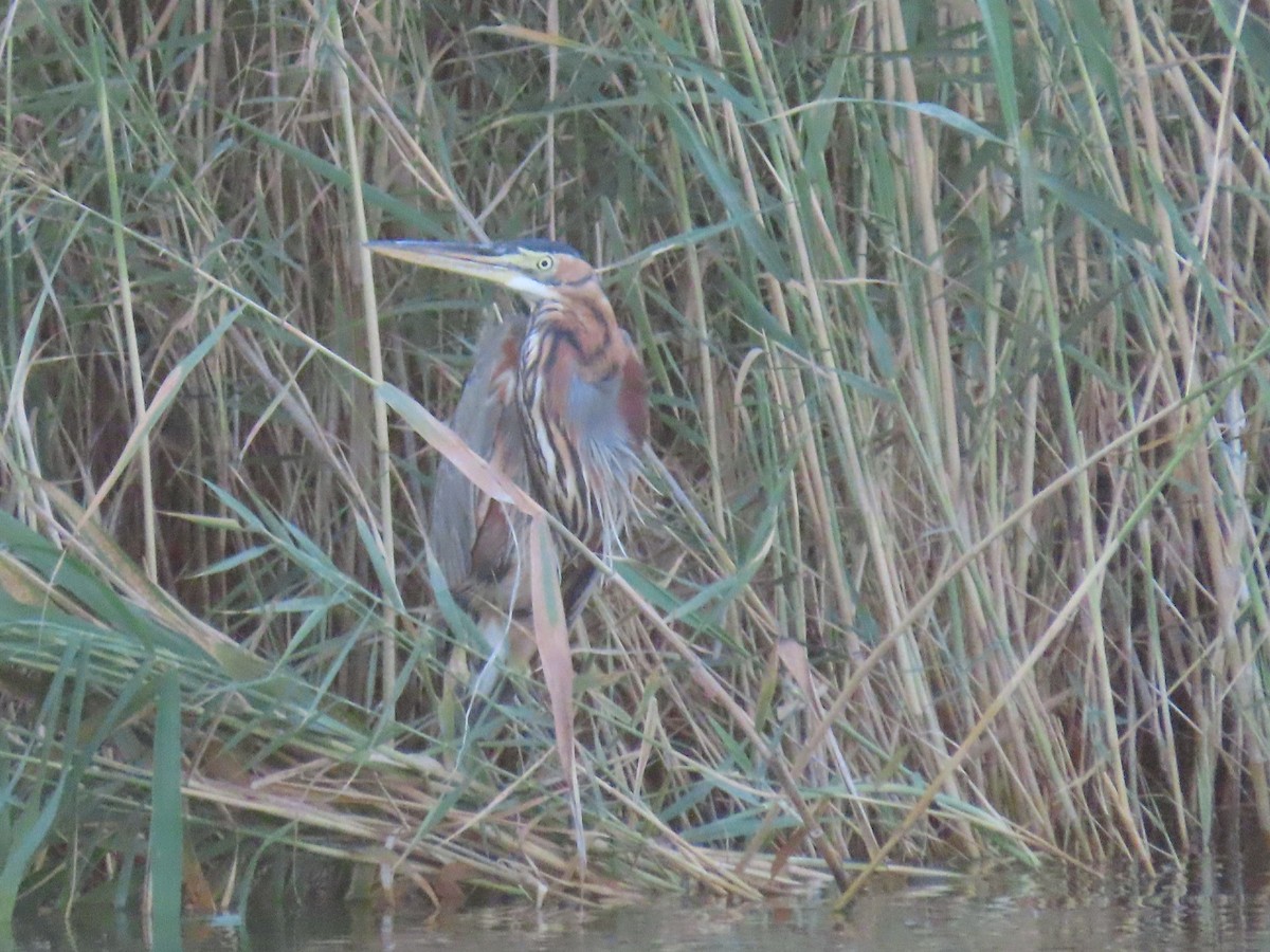 Purple Heron - Ute Langner