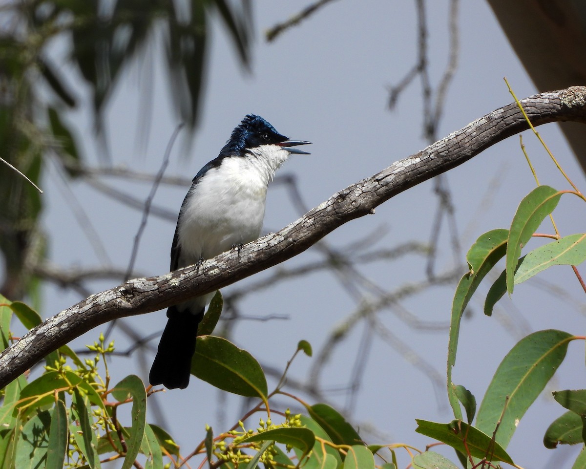 Restless Flycatcher - Jack Lange