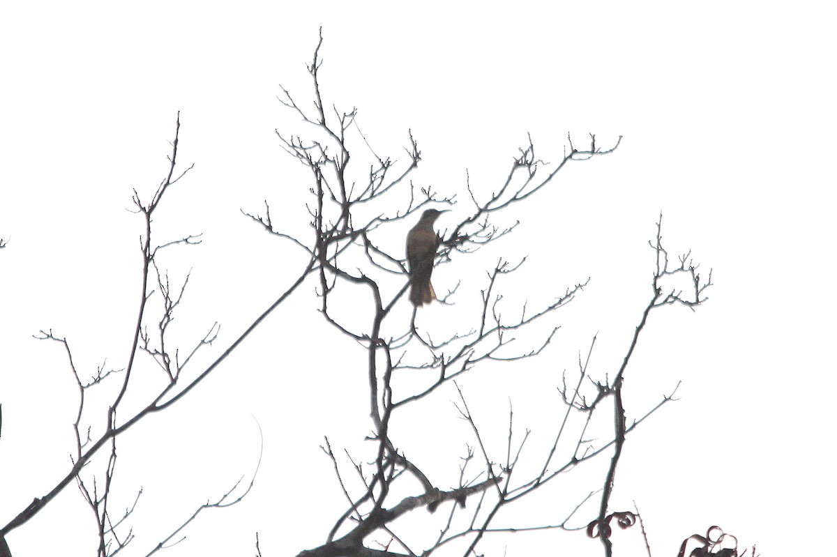 Long-billed Cuckoo - ML615666426