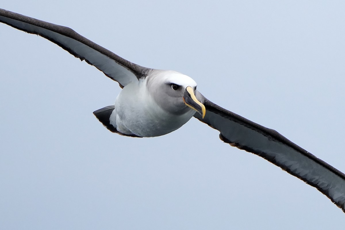 Buller's Albatross - ML615666441