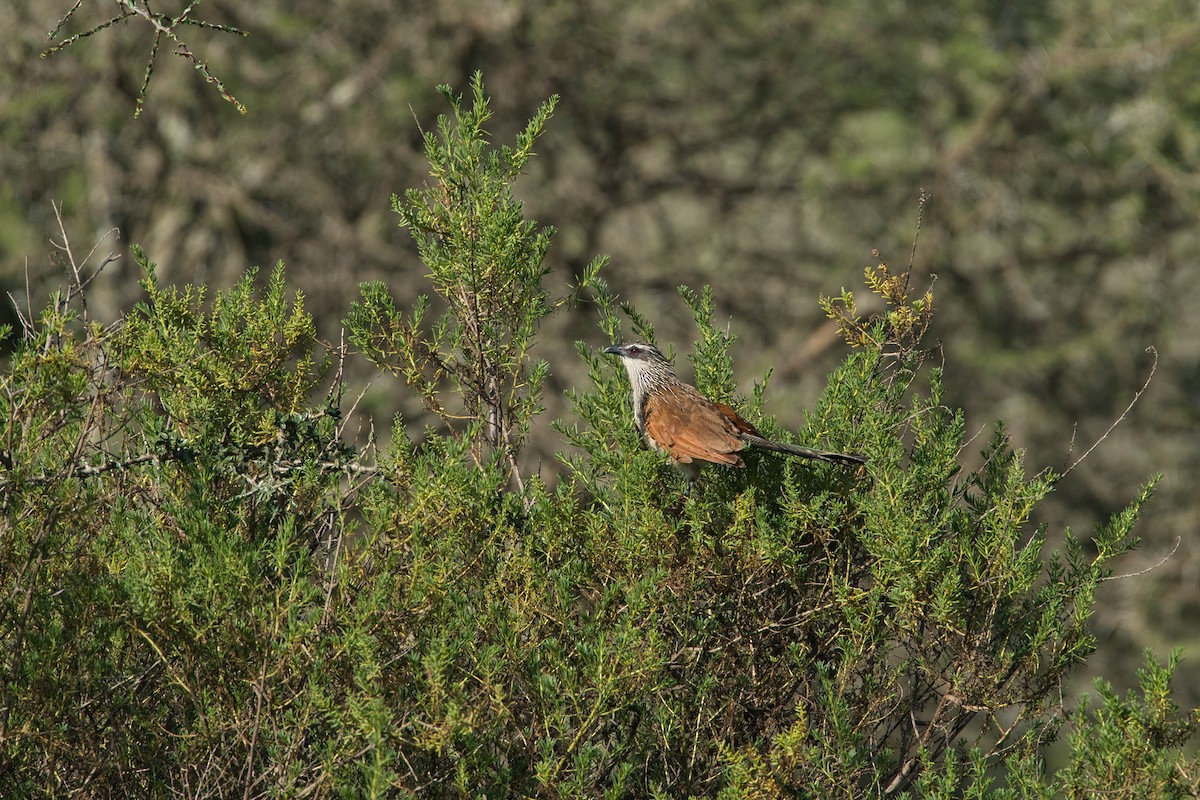 Coucal à sourcils blancs - ML615666461