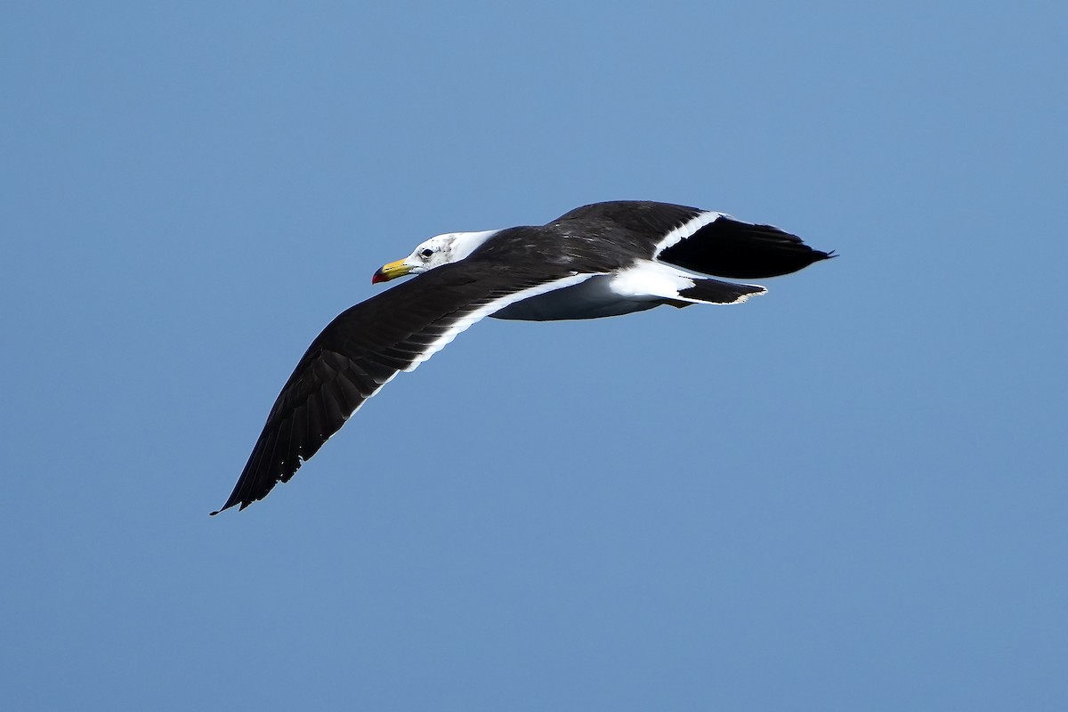 Belcher's Gull - Daniel López-Velasco | Ornis Birding Expeditions