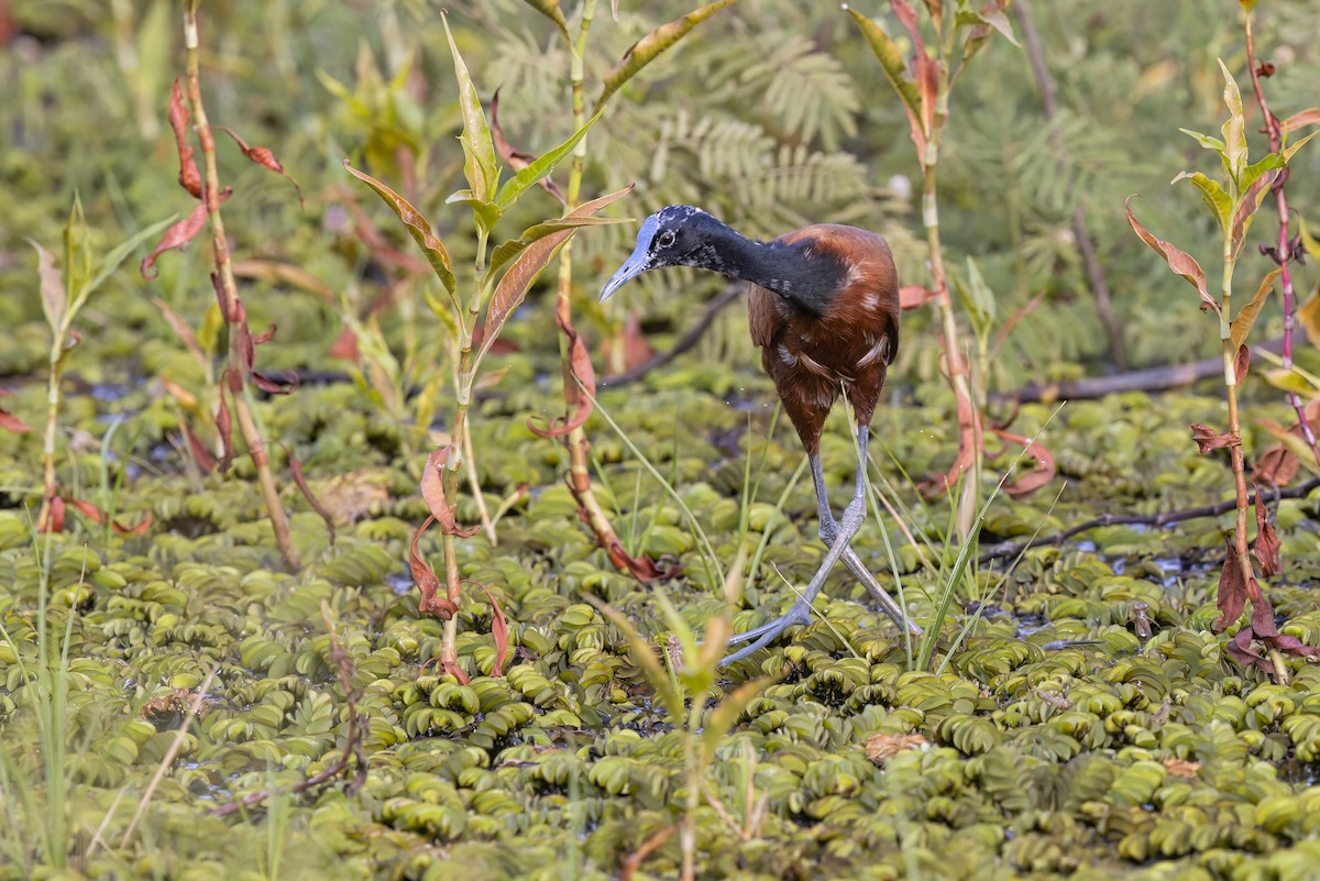 Madagascar Jacana - Marco Valentini