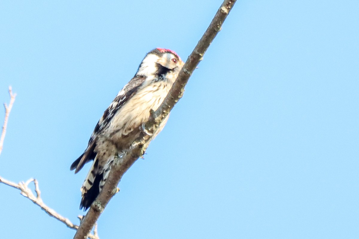 Lesser Spotted Woodpecker - ML615666558