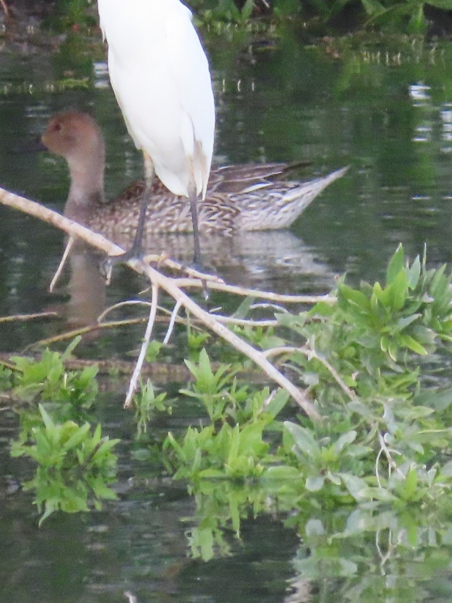 Northern Pintail - ML615666621