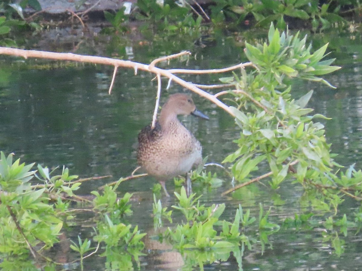 Northern Pintail - ML615666622