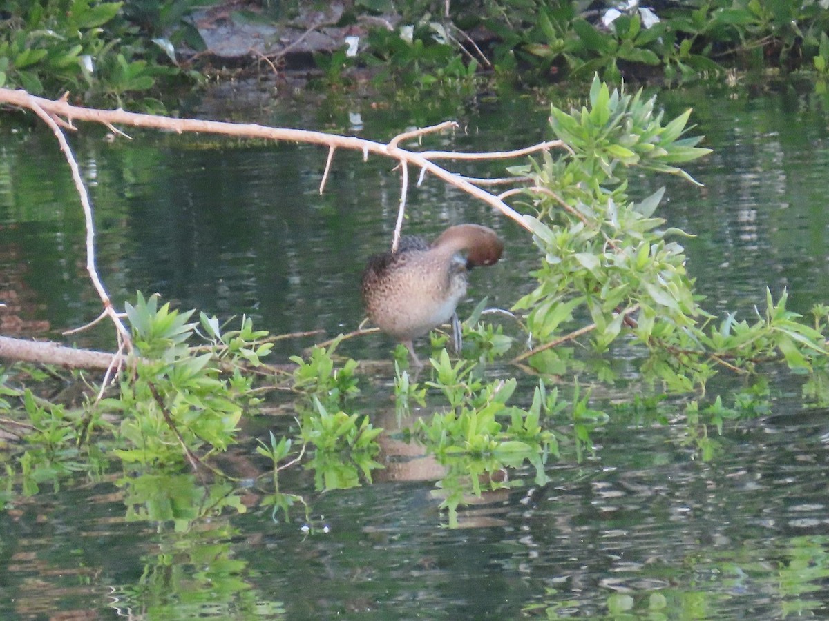 Northern Pintail - ML615666623