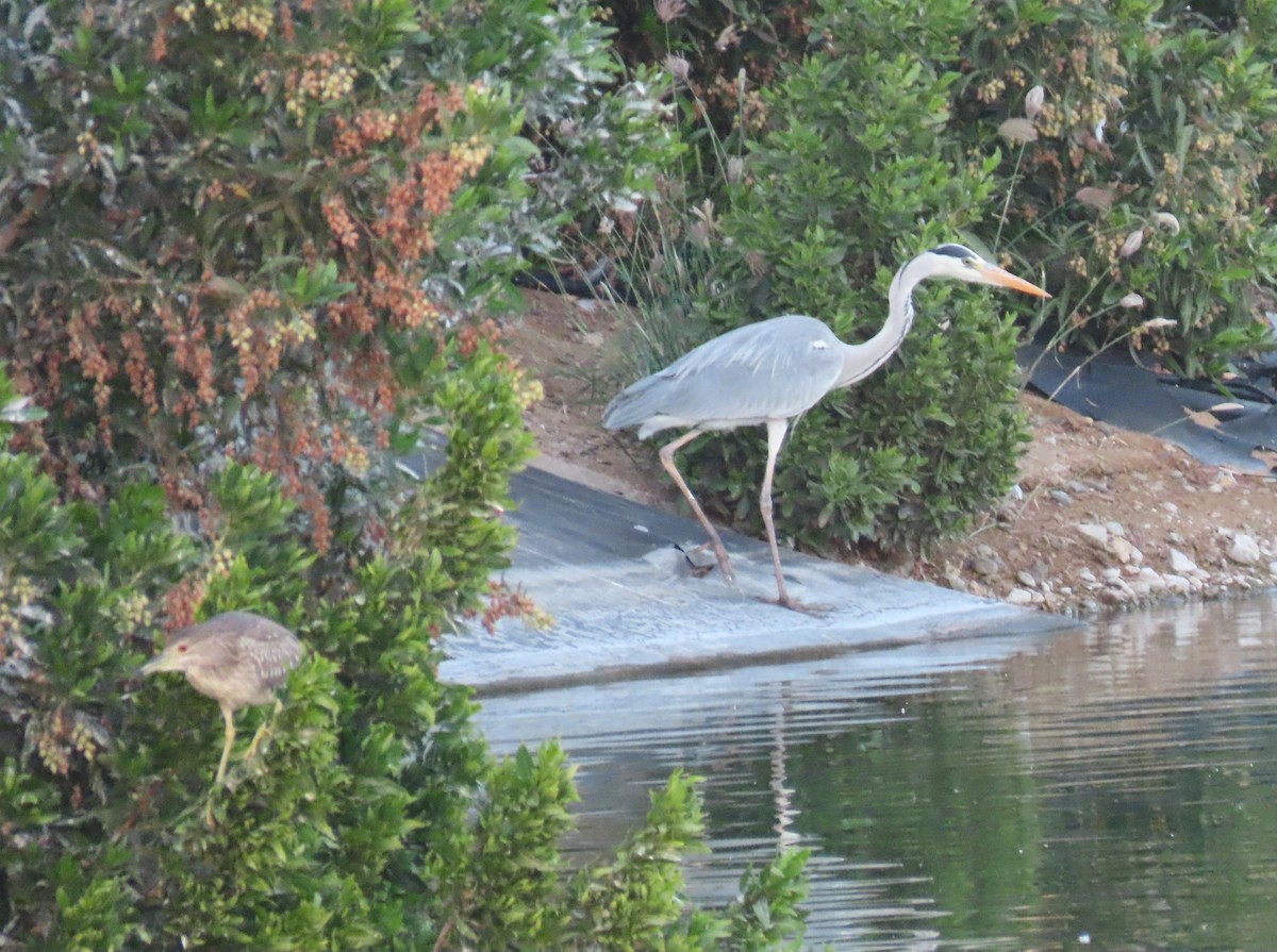 Gray Heron - ML615666664