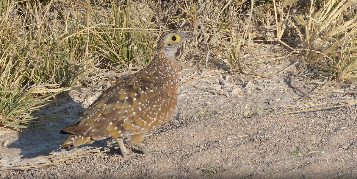 Burchell's Sandgrouse - sylvain Uriot