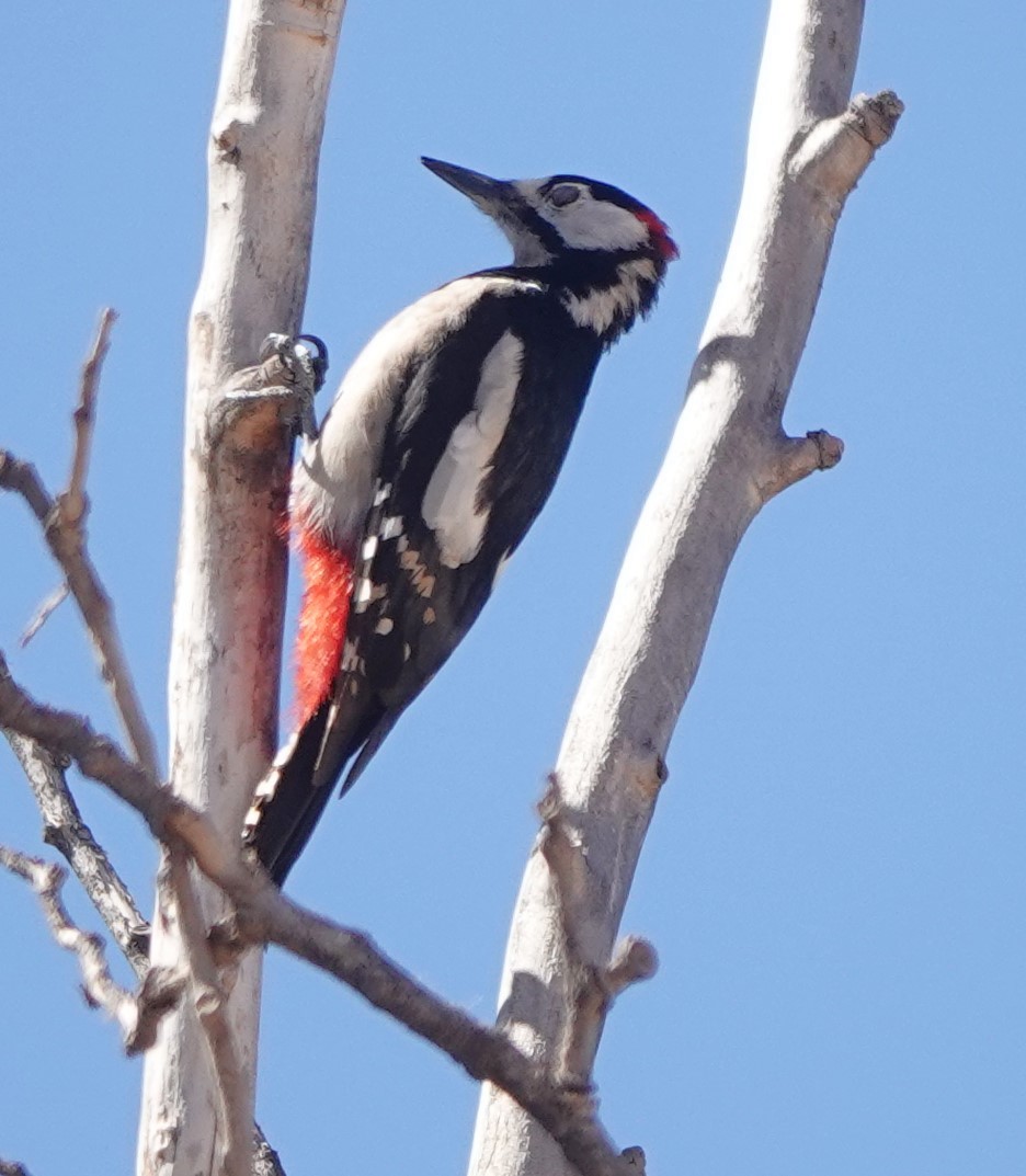 Great Spotted Woodpecker (Atlas) - Martin Pitt